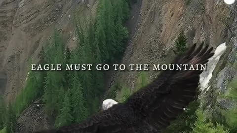 Journey Of The Eagle #shorts #shortvideo #video #virals #videoviral