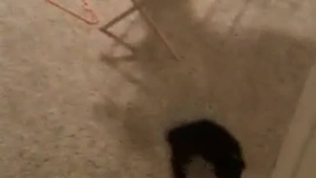 Kitten sideways crab walk