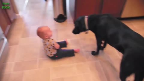 FUNNY VIDEO / DOGS AND BABY FUNNY VIDEOS