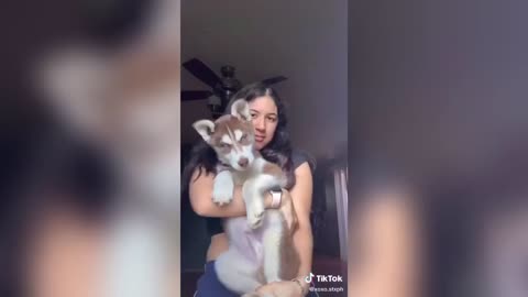 TRIGGERING DOG SOUND TIKTOK COMPILATION