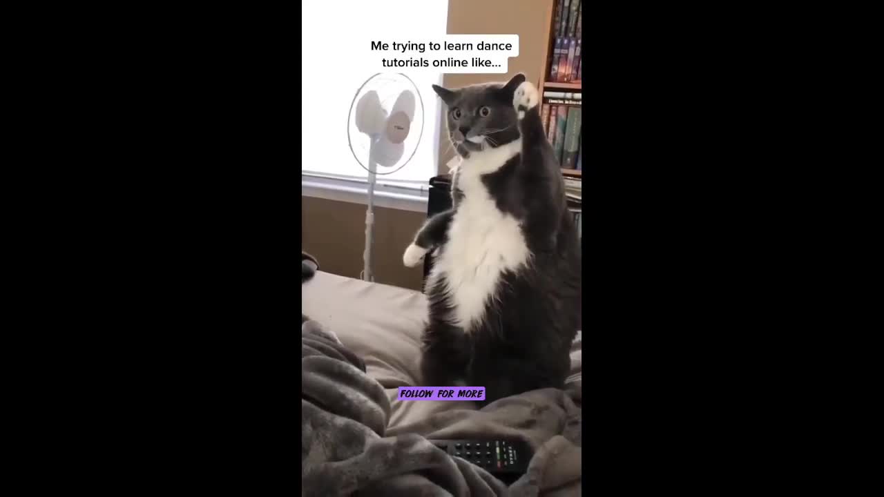 Funny cats video