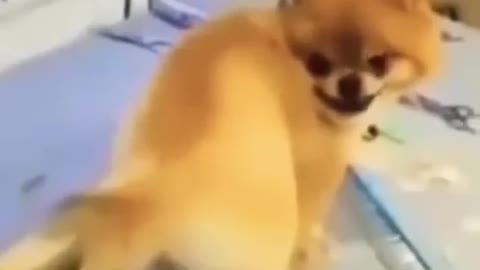 Cute cat fucking funny amazing animals