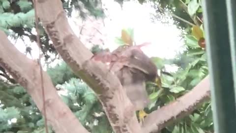 Hawk Visits My Backyard