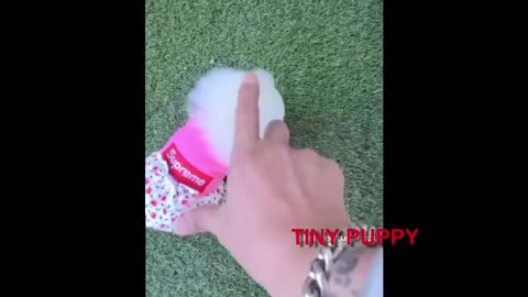 Cute Puppies Compilation