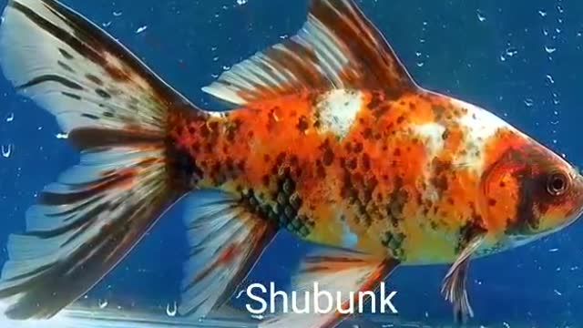 Top 10 most popular goldfish varieties in nepal AS Aquarium Fish Shop