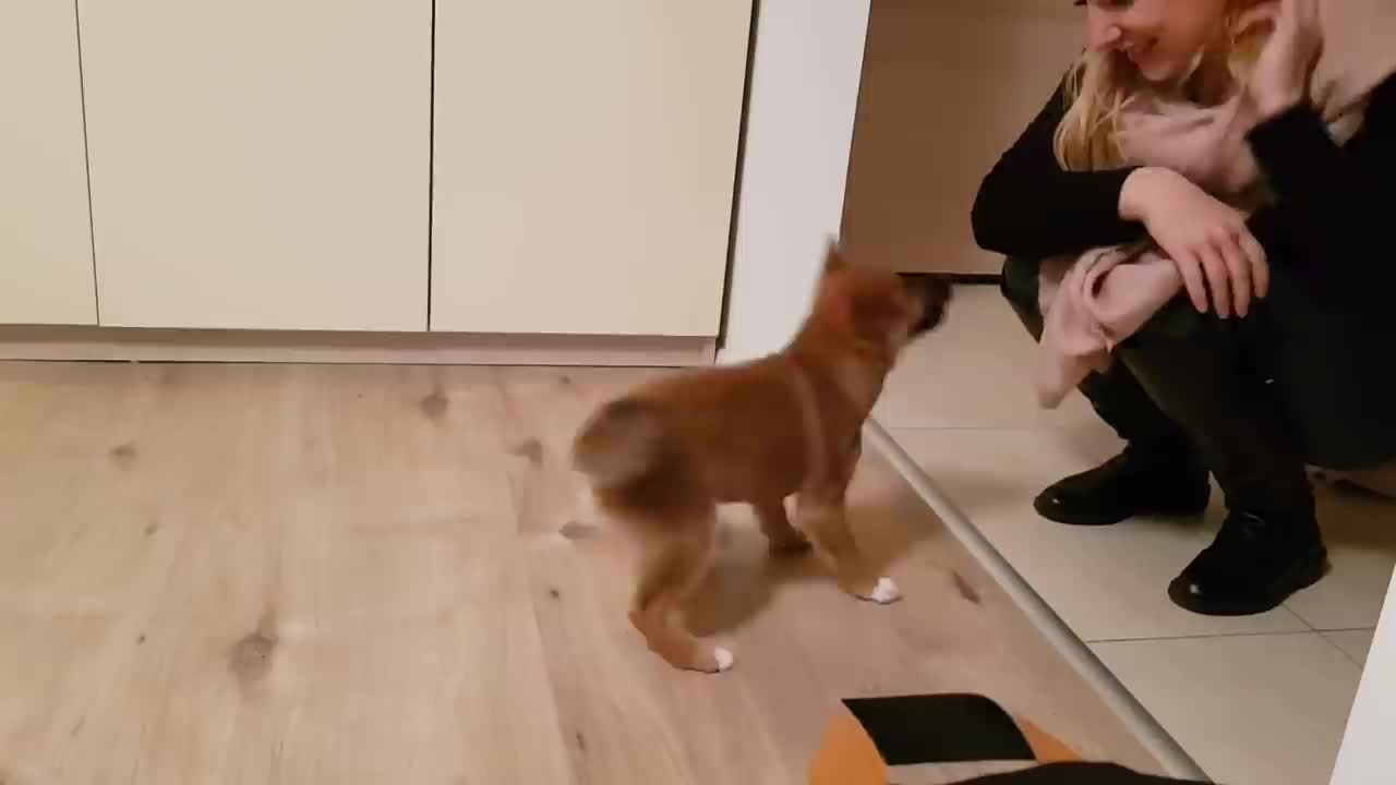 Puppy excitedly welcome owner home