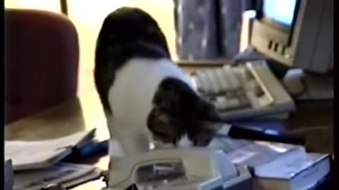 yt1s.com - Cat answers office phone