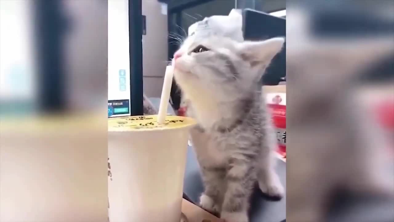 Videos of cute and funny cats to make you smile and fall in love with these little animals