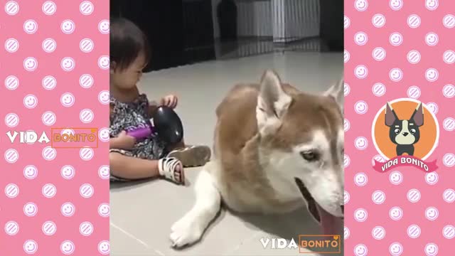 CUTE DOGS│Funny and cute Husky Puppies EP2 - Cute Life