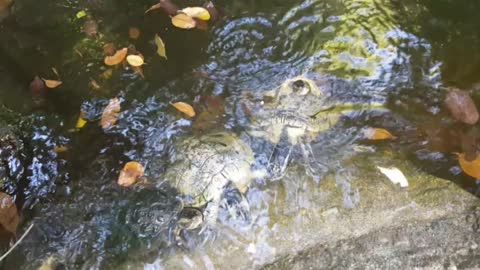 Cayman Islands' Green Turtles Happy Moments of eating piece of Sandwich bread together with Tiny School of Fish