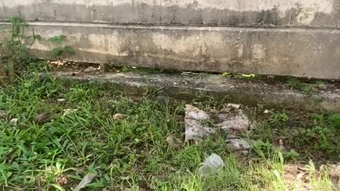 Oblivious Kitty Narrowly Avoids Snake