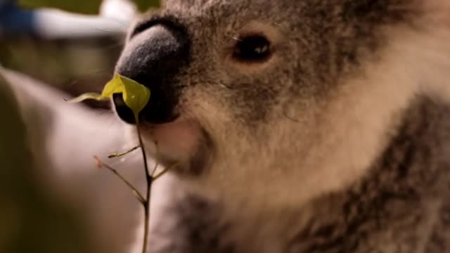 Tired Koala Eating Leaves From a Branch