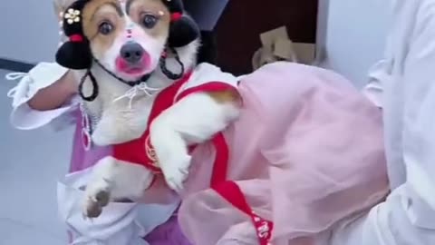 Funny clip | funny Dog make-up | handsome dog