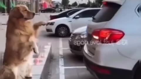 #dog works In the parking lot