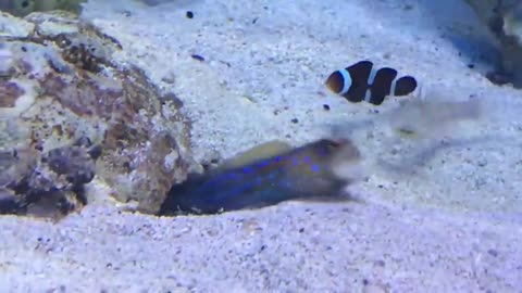 Fish playing with eachother