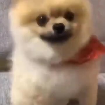 Funny animal videos#shorts,