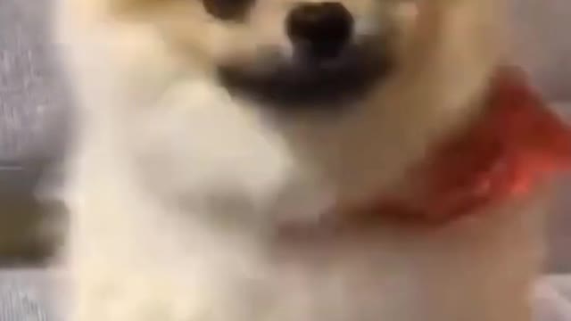 Funny animal videos#shorts,