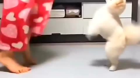 Dancing puppies