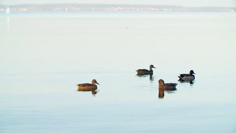 Several ducks swim on a large lake