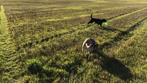 Ray the Dog, and Hank go on a walk together