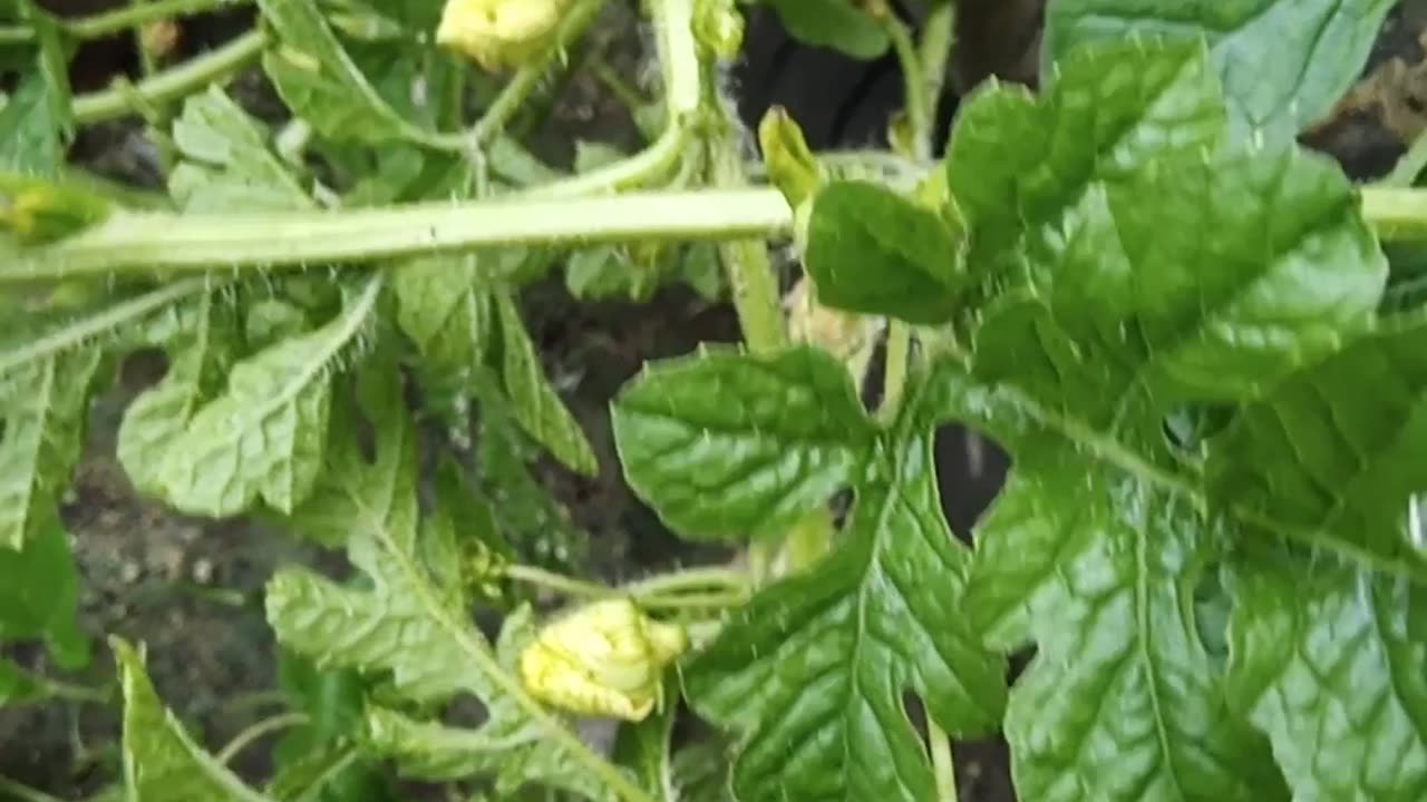 Baby watermelon