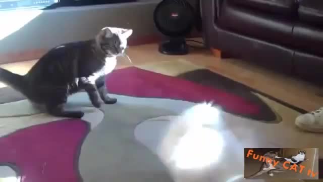 Funny Cats vs Dogs First Meeting Compilation