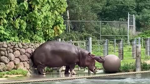 Hippo sprays poop