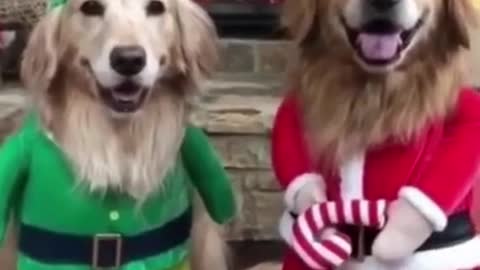 Dog christmas 2022