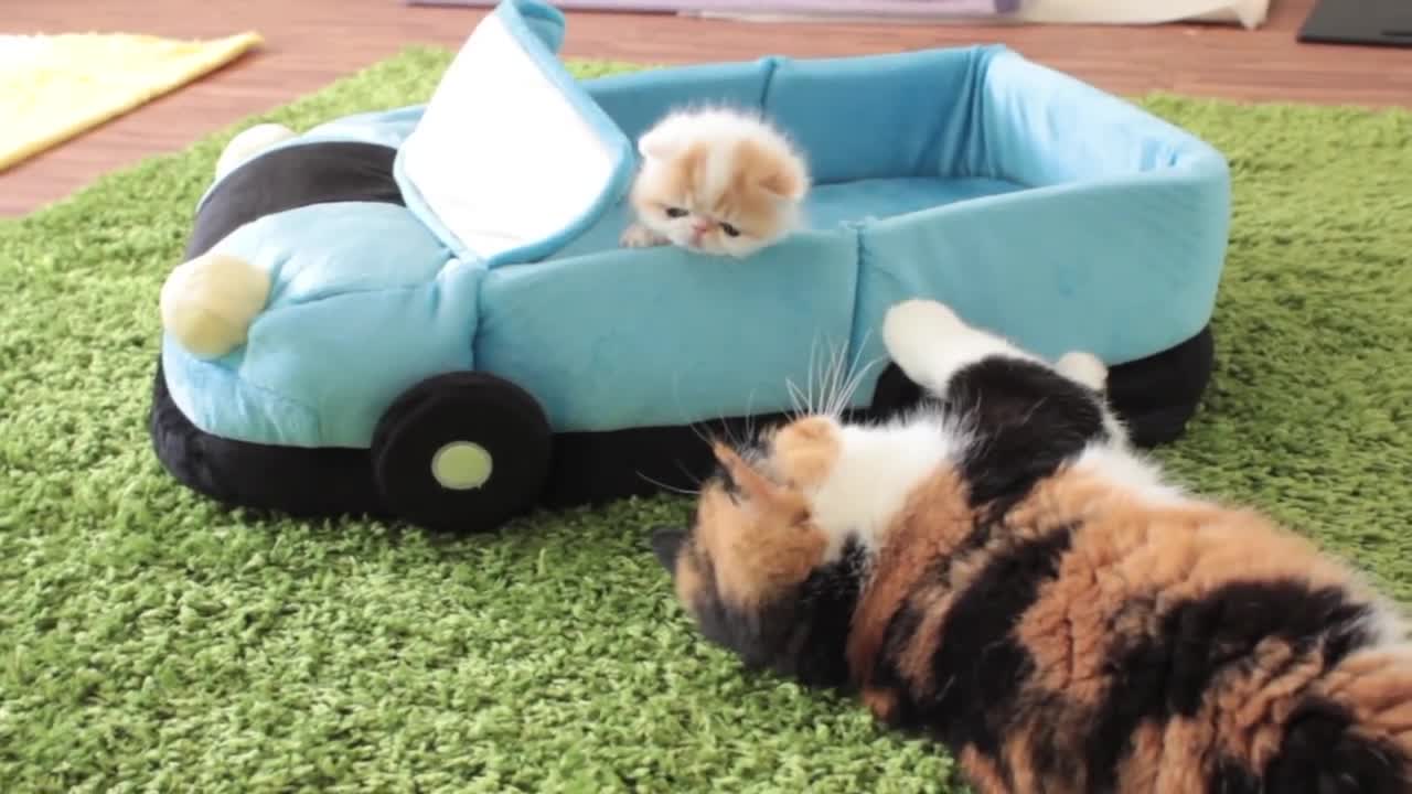 4-Week-Old Kittens Going on a Car Ride