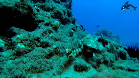Amazing Fierce Battle Between Moray Eel and Octopus - Dangerous Hunting In Deep Sea