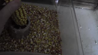 Homemade Chicken Feed