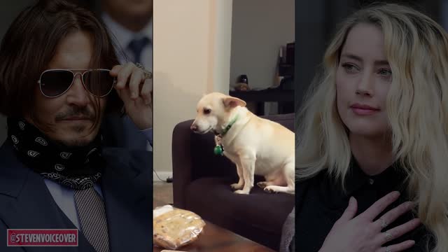 Cat And Dog Re-Enact Amber Heard's Testimony...