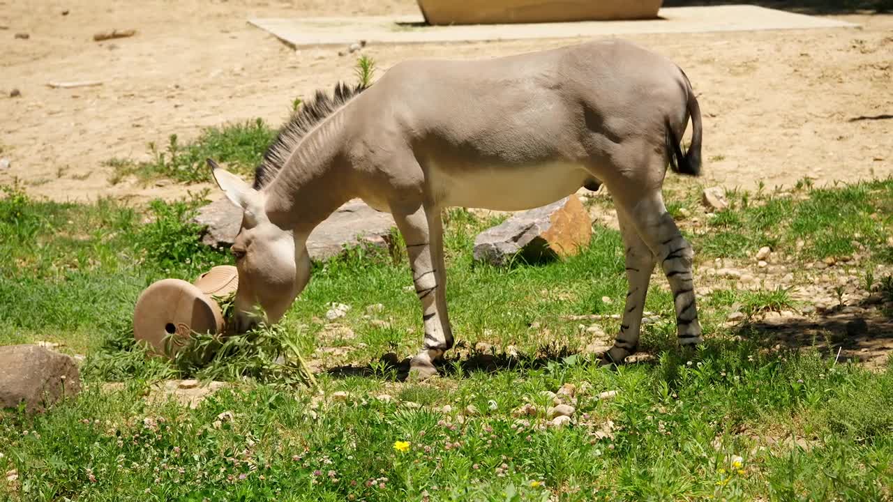 A Beautiful Wild Donkey At The Zoo