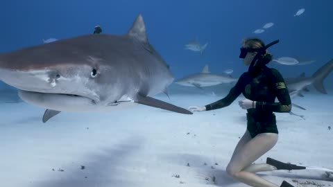 Diver Has Close Encounter With Tiger Shark in the Bahamas