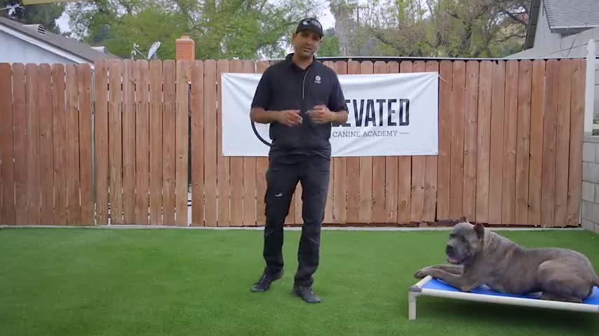 Dog Training 101