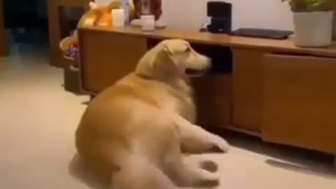 Dog funny video , can you do it