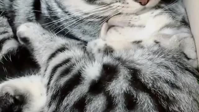 Cute cat Sleeping Funny Video 2022 😍😂🤣