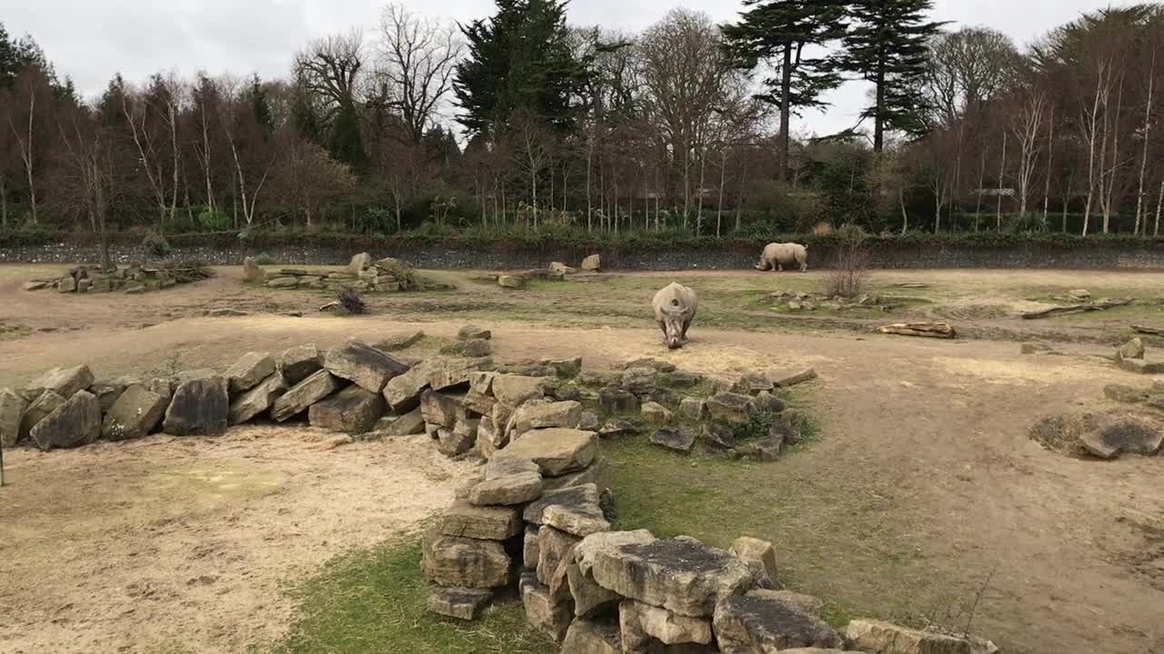 Southern White Rhinoceros at Dublin Zoo