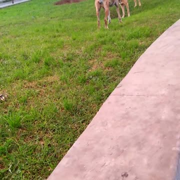 Wonderful clip/ Dog /malinois /