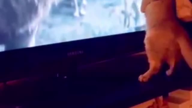 BRAVE CAT DESTROY LION KING😅😅😅 #Shorts #funny #feline #cat #cute