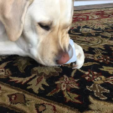 Harley is eating a yogurt cup