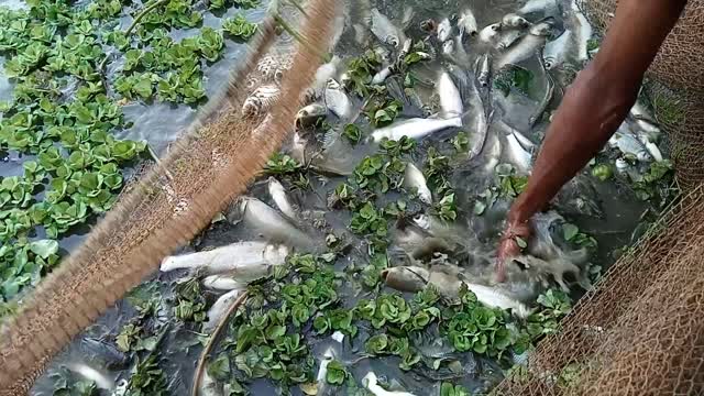 Fishing in the village pond