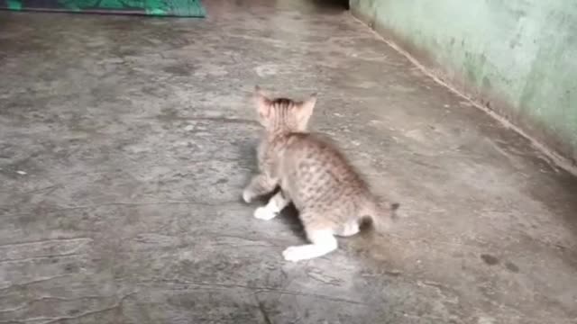 funny cat videos (my pet chikoo )