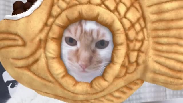 The cat and the fishbread