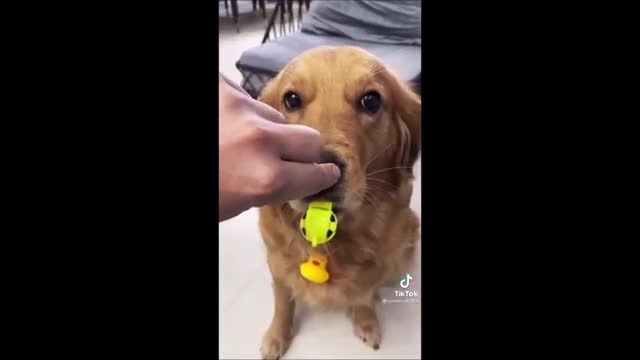 Cute & Funny dogs LMAO!