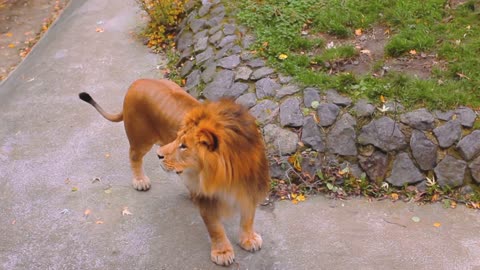 The lion at the zoo seems to be in a bad mood