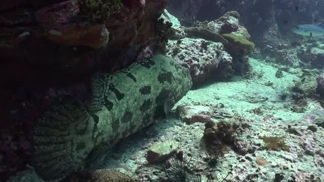 Underwater video