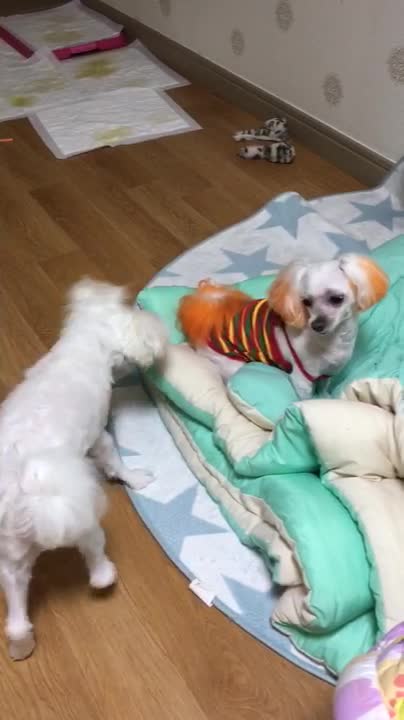 gwiyeoungang-aji dumali