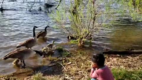 American kid feeding wild strange ducks