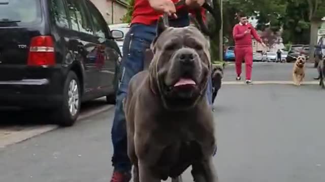 Beautiful Puppy can you ignoring this face 😲